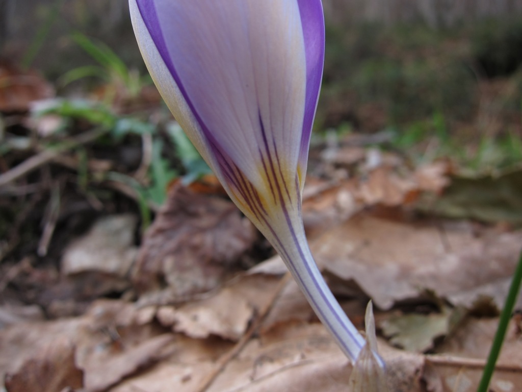 Crocus imperati Ten. / Zafferano d'' Imperato